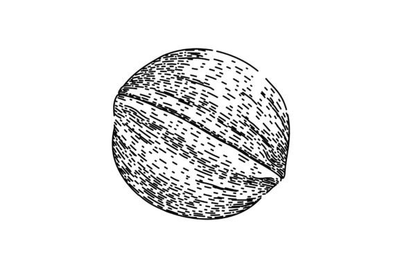 Download Raw Walnut Sketch Hand Drawn Vector - Raw Collection
